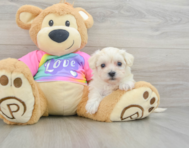 9 week old Maltipoo Puppy For Sale - Seaside Pups
