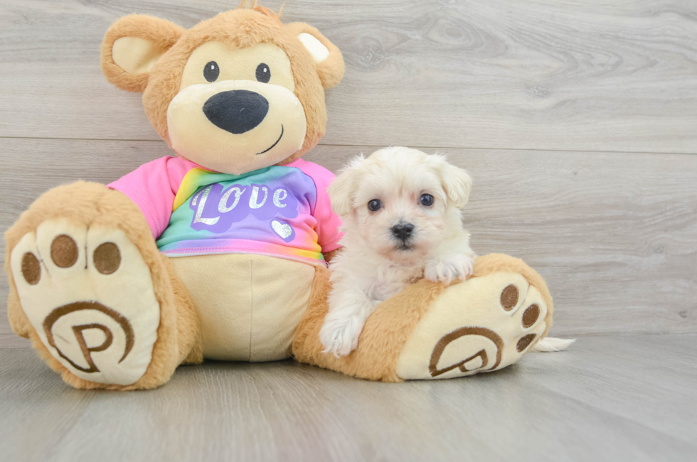 6 week old Maltipoo Puppy For Sale - Seaside Pups