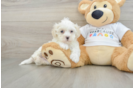 Maltipoo Pup Being Cute