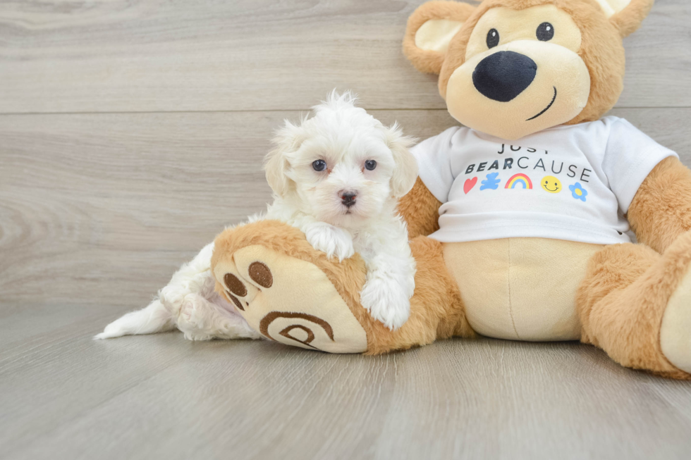 Maltipoo Pup Being Cute