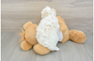 Petite Maltipoo Poodle Mix Pup