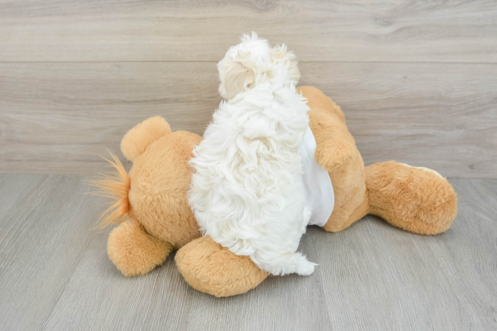 Petite Maltipoo Poodle Mix Pup