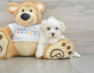 8 week old Maltipoo Puppy For Sale - Seaside Pups