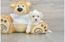 Hypoallergenic Moodle Poodle Mix Puppy