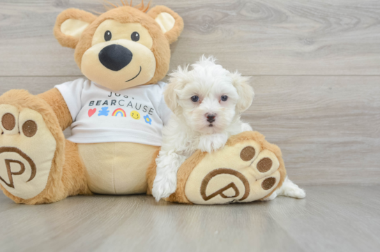 Hypoallergenic Moodle Poodle Mix Puppy