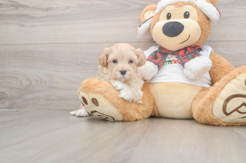 5 week old Maltipoo Puppy For Sale - Seaside Pups