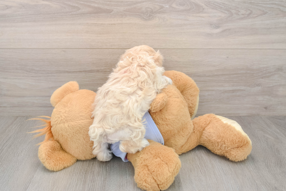 Maltipoo Pup Being Cute