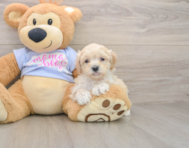 9 week old Maltipoo Puppy For Sale - Seaside Pups