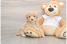 Happy Maltipoo Baby