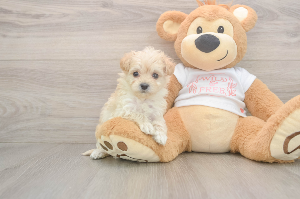 5 week old Maltipoo Puppy For Sale - Seaside Pups