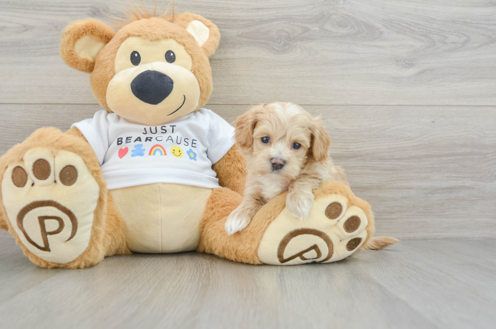 5 week old Maltipoo Puppy For Sale - Seaside Pups