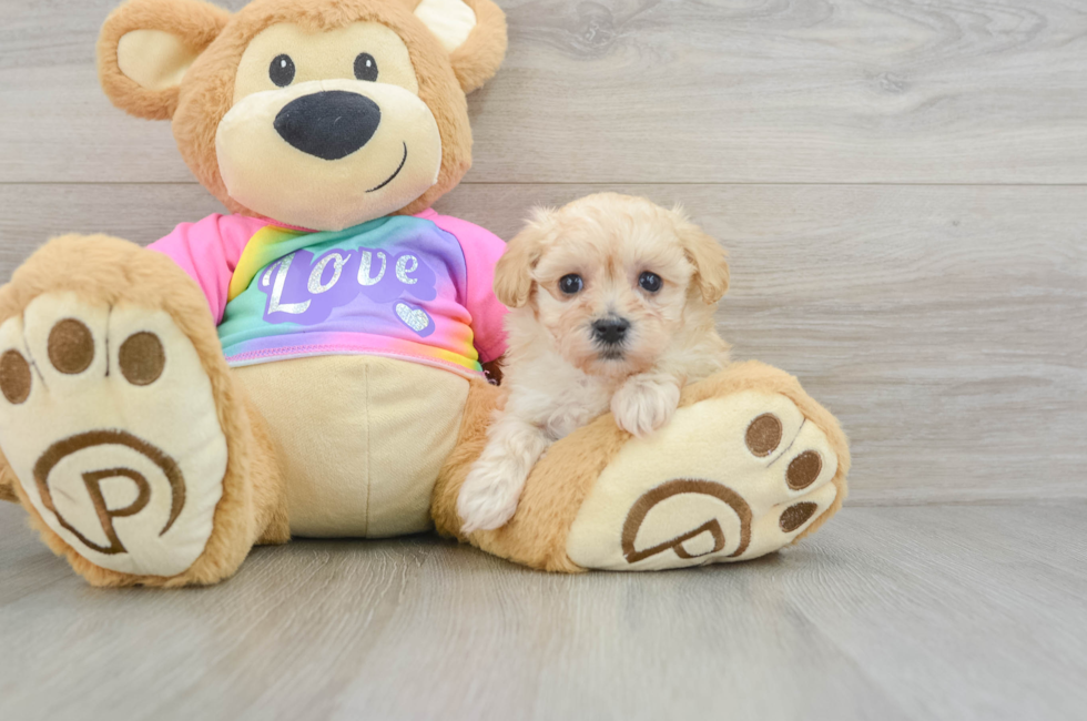 6 week old Maltipoo Puppy For Sale - Seaside Pups