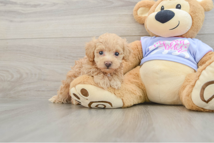 Maltipoo Puppy for Adoption