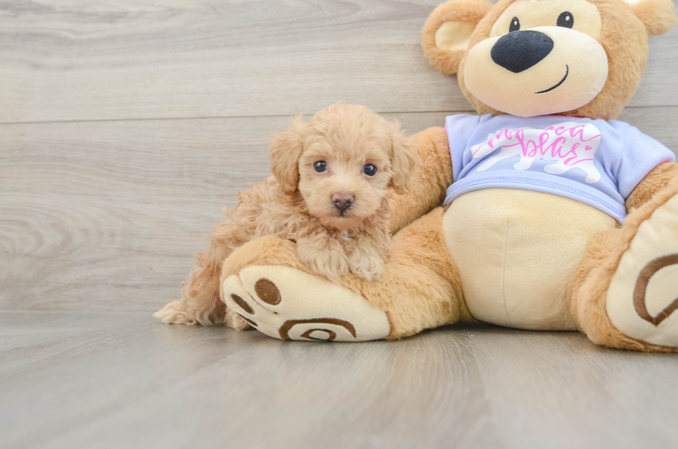 5 week old Maltipoo Puppy For Sale - Seaside Pups