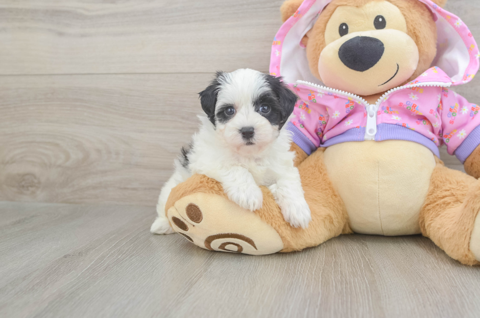 5 week old Maltipoo Puppy For Sale - Seaside Pups