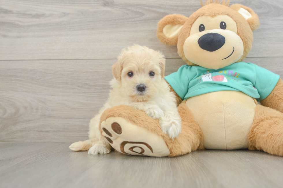 6 week old Maltipoo Puppy For Sale - Seaside Pups