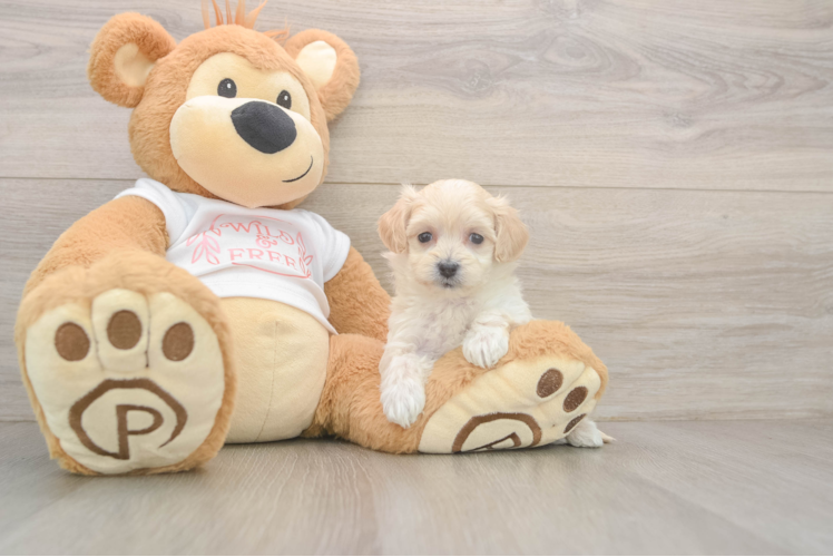 Maltipoo Puppy for Adoption