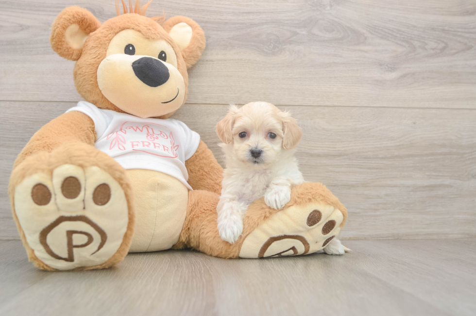 5 week old Maltipoo Puppy For Sale - Seaside Pups