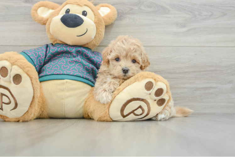 Cute Maltipoo Baby