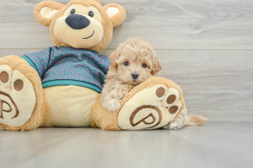 5 week old Maltipoo Puppy For Sale - Seaside Pups