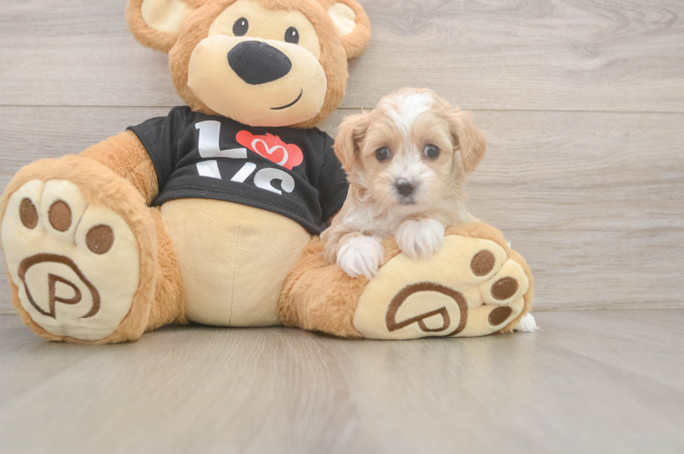 5 week old Maltipoo Puppy For Sale - Seaside Pups