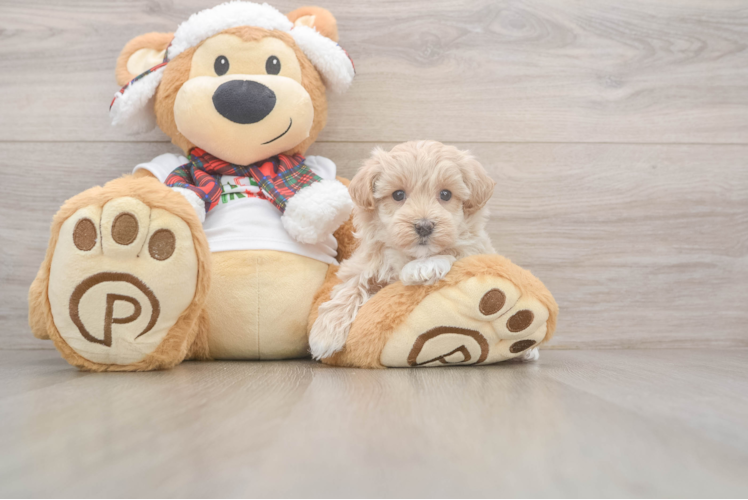 Popular Maltipoo Poodle Mix Pup