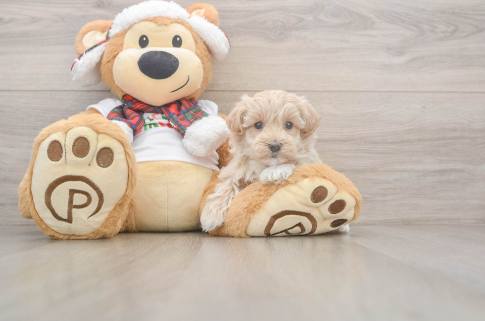 5 week old Maltipoo Puppy For Sale - Seaside Pups