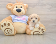 8 week old Maltipoo Puppy For Sale - Seaside Pups