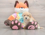 8 week old Maltipoo Puppy For Sale - Seaside Pups