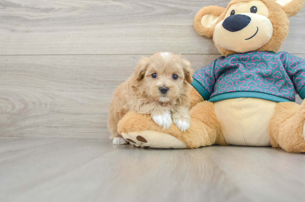 6 week old Maltipoo Puppy For Sale - Seaside Pups