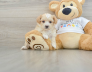 8 week old Maltipoo Puppy For Sale - Seaside Pups