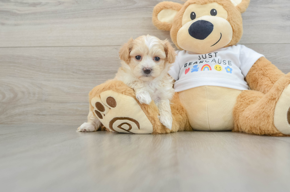 5 week old Maltipoo Puppy For Sale - Seaside Pups