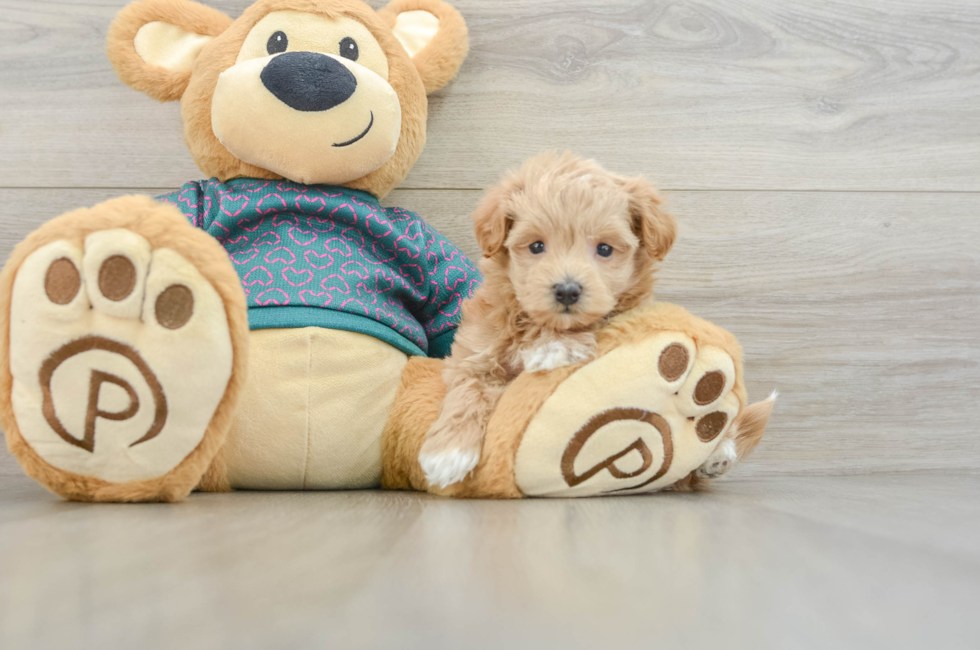 5 week old Maltipoo Puppy For Sale - Seaside Pups
