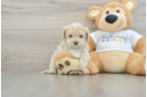 Best Maltipoo Baby