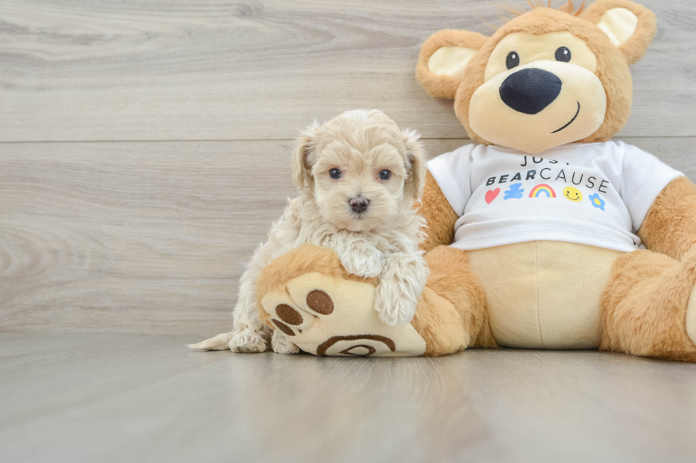 Best Maltipoo Baby