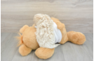 Best Maltipoo Baby
