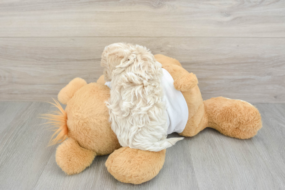 Best Maltipoo Baby