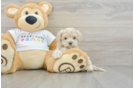 Best Maltipoo Baby