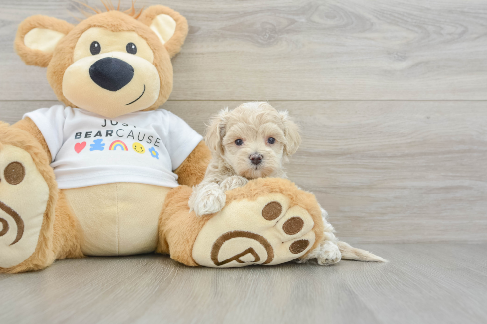 Best Maltipoo Baby