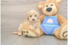 Small Maltipoo Baby