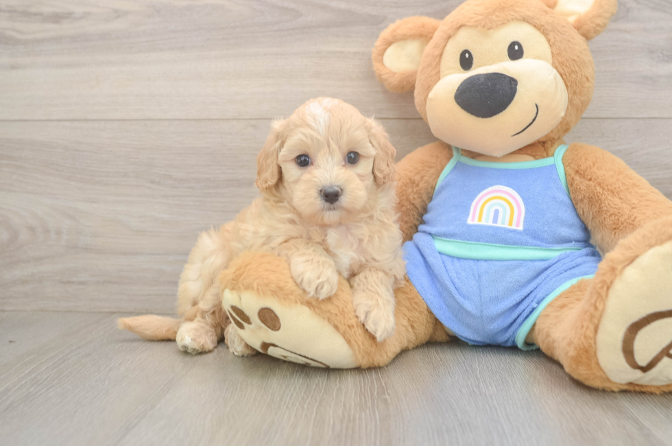 6 week old Maltipoo Puppy For Sale - Seaside Pups