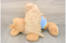 Maltipoo Puppy for Adoption
