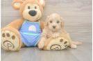 Happy Maltipoo Baby