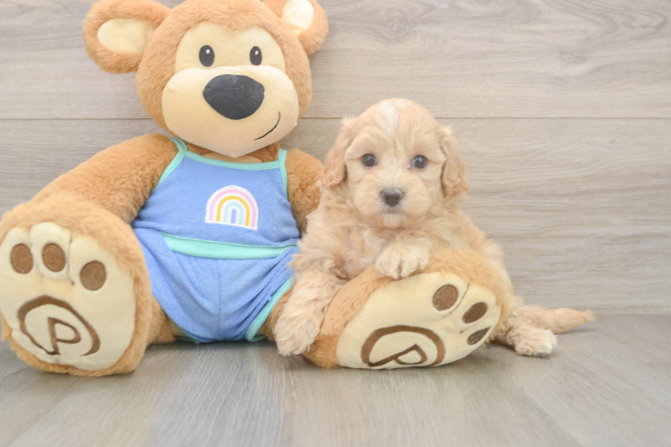 Happy Maltipoo Baby