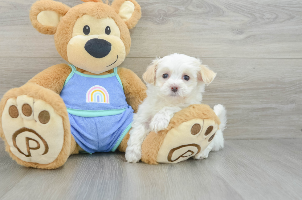 7 week old Maltipoo Puppy For Sale - Seaside Pups