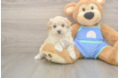 Maltipoo Pup Being Cute