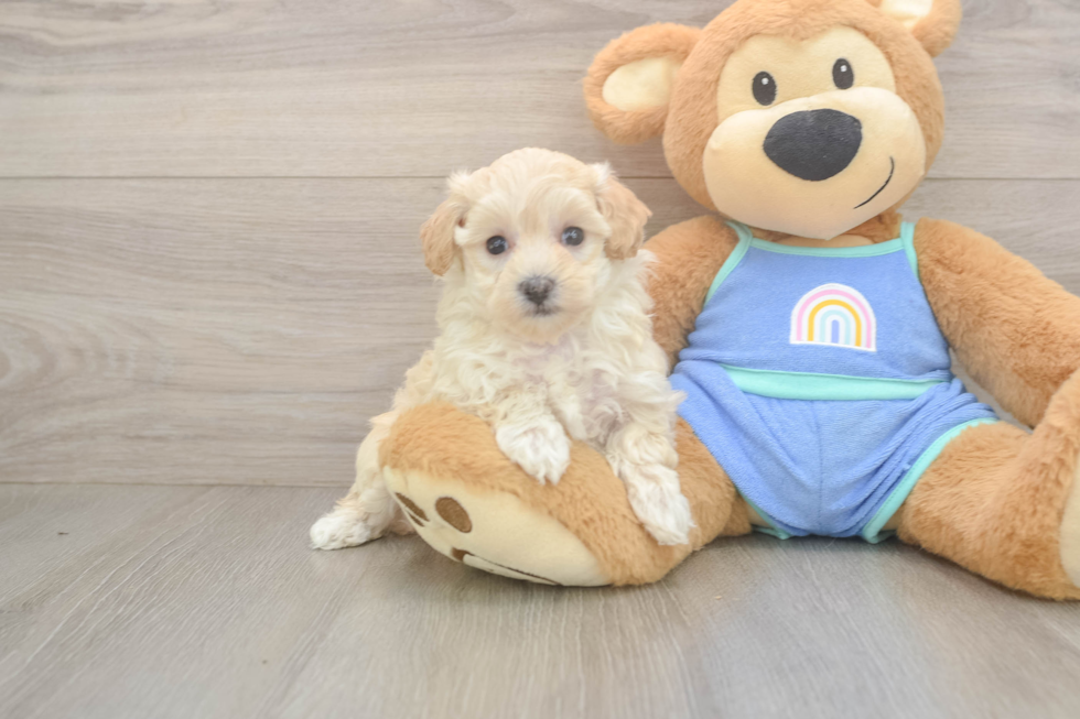 Maltipoo Pup Being Cute