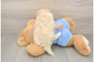 Sweet Maltipoo Baby