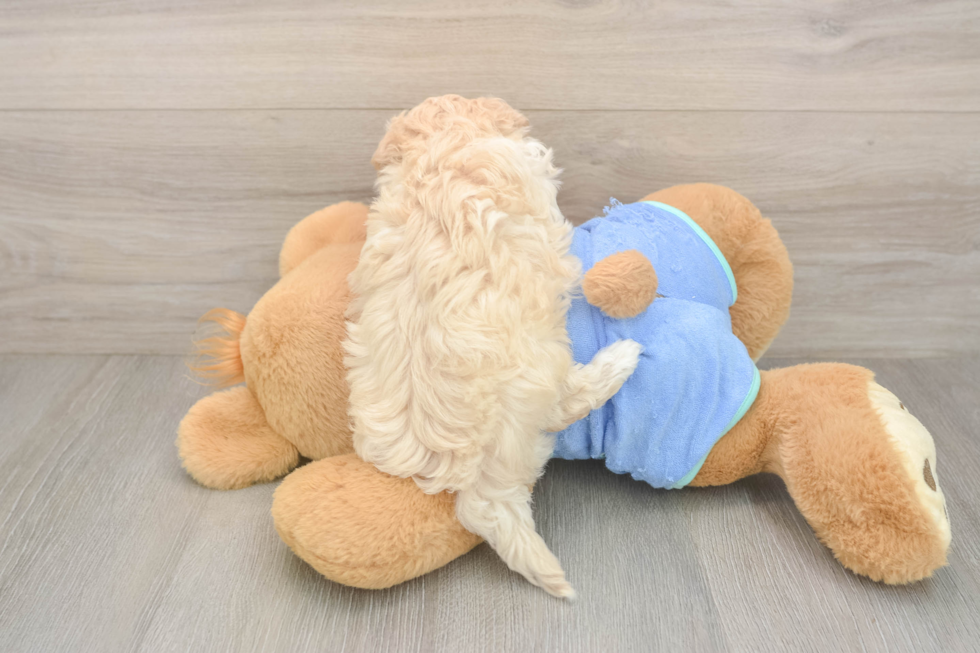 Sweet Maltipoo Baby