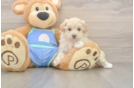 Maltipoo Puppy for Adoption